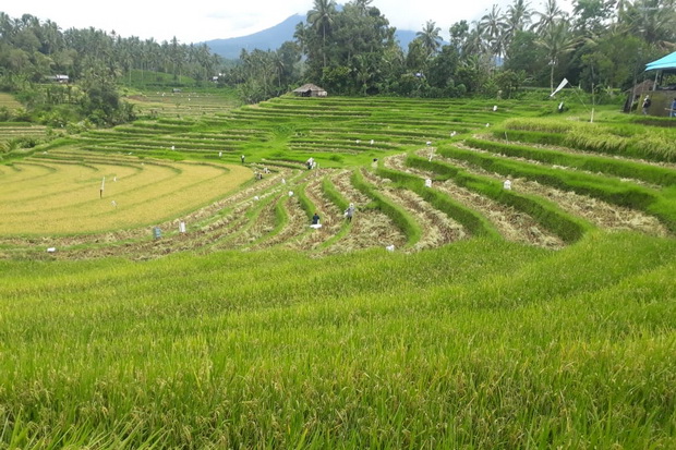 Agrowisata Kopi dan...