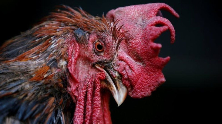 Sering Berkokok, Ayam...