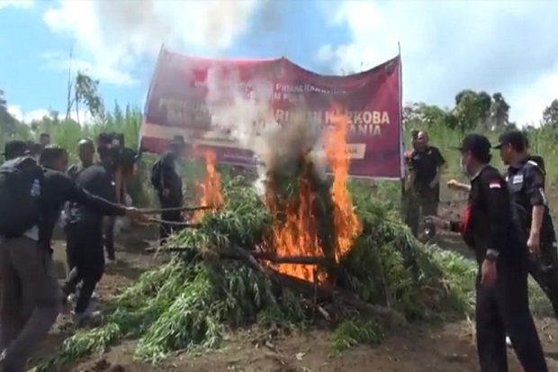 Sita 283 Kg Ganja, Bareskrim...