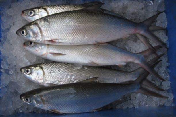 Ikan Bandeng Nyaris...