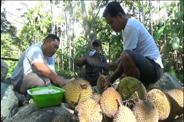 Asyiknya Berburu Durian...