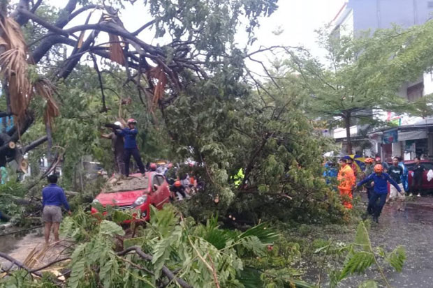 Pohon Tumbang Menimpa...