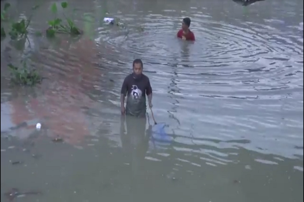 Ribuan Ikan Mabuk di...