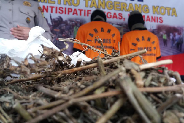 Pembuat Dodol, Susu...