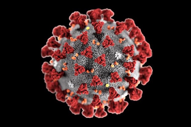 Studi: Virus Corona...