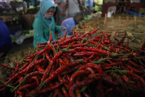 Pedas Menggigit! Harga...