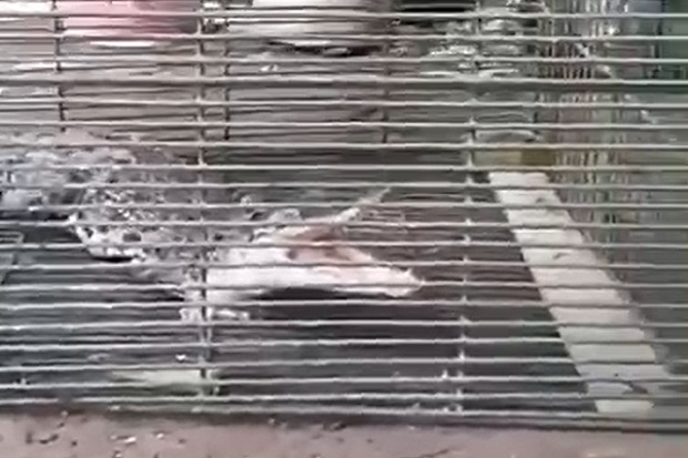 Buaya Muara Gegerkan...