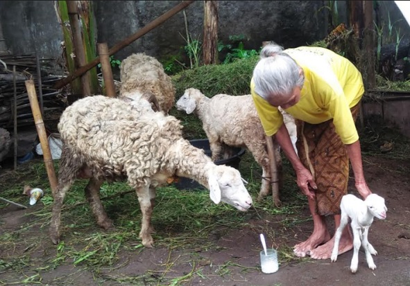Heboh Kambing Bermata...