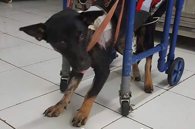 Kasus Penembakan Anjing...