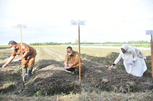 Petani di Batu Bara...