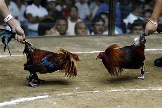 Judi Sabung Ayam Marak,...