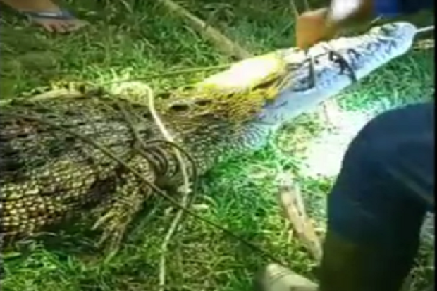 Buaya Ganas Gemparkan...