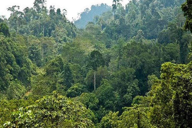 Kelompok Tani Hutan...