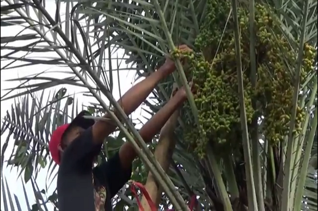 Pohon Kurma Berbuah...