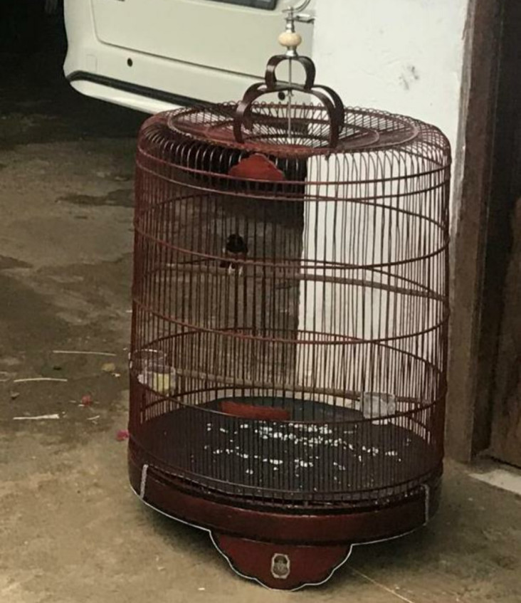 Curi Burung Mat Rofik,...