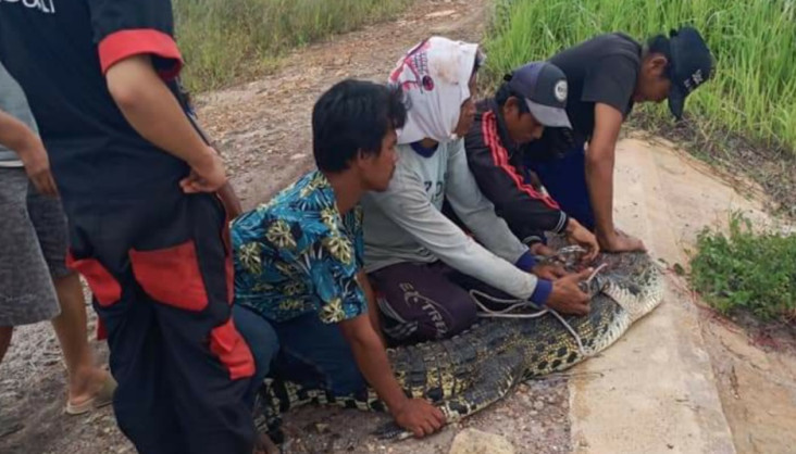 Anak Kecil Sangka Biawak,...