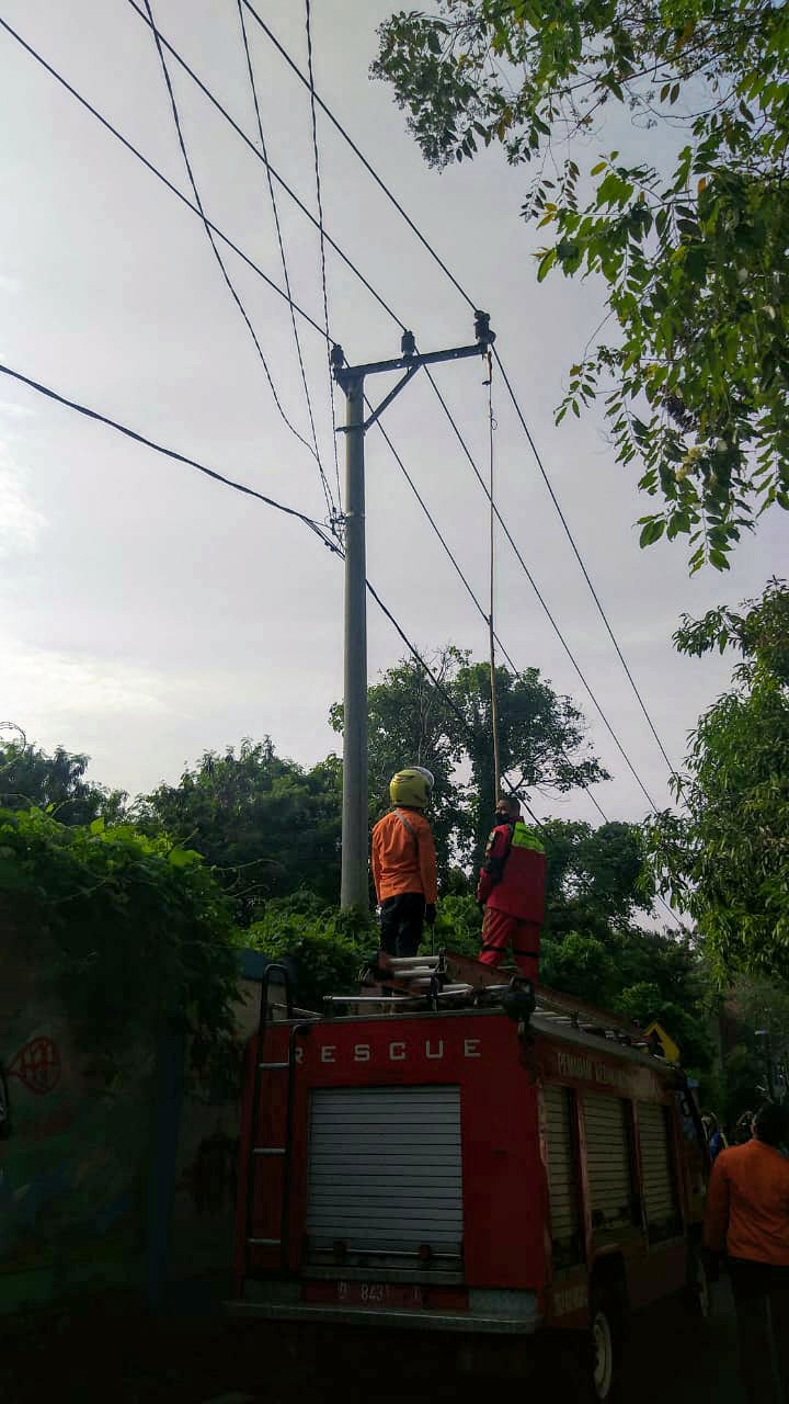 Ular Sanca Kembang Terjebak...