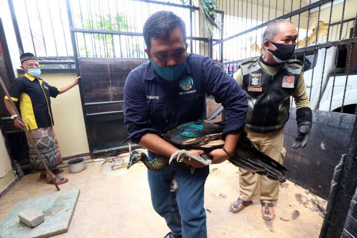 Empat Merak Cantik Kesayangan...