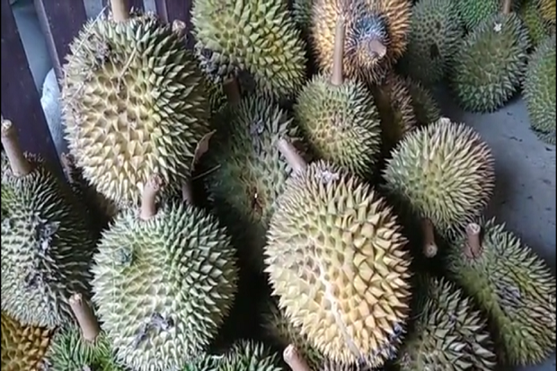 Petani Durian di Aceh...