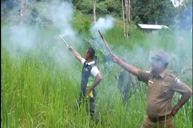 Gajah Masuk Lahan Pertanian...