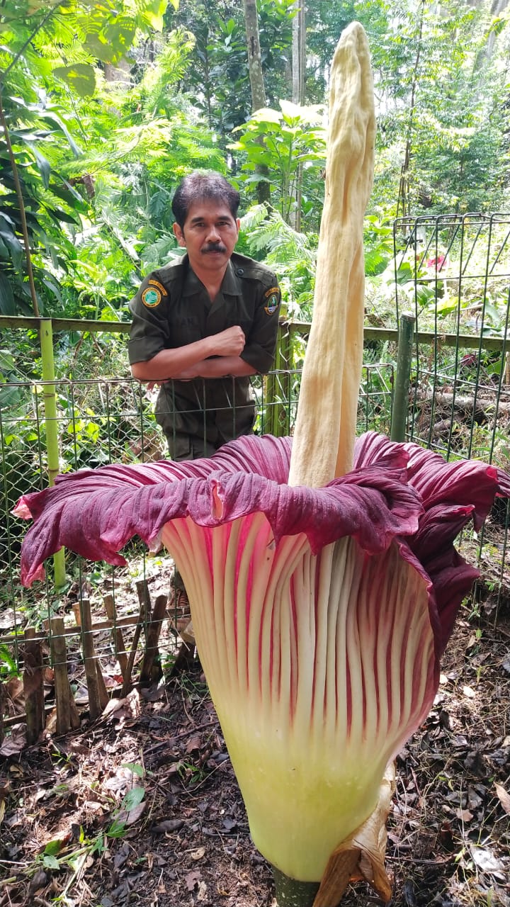 Langka, Bunga Bangkai...