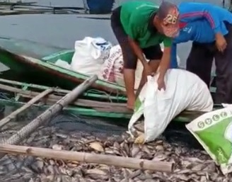 Puluhan Ton Ikan Mati...