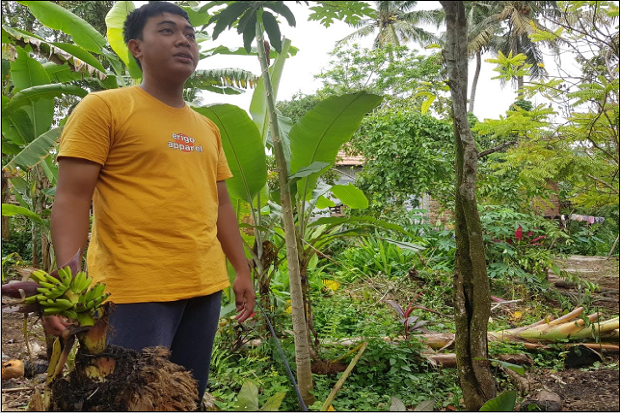 Langka, Pohon Pisang...