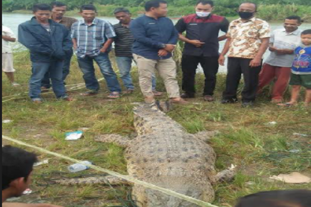 Buaya Sepanjang 4 Meter...