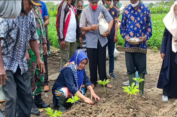 15 Ribuan Porang Ditanam...
