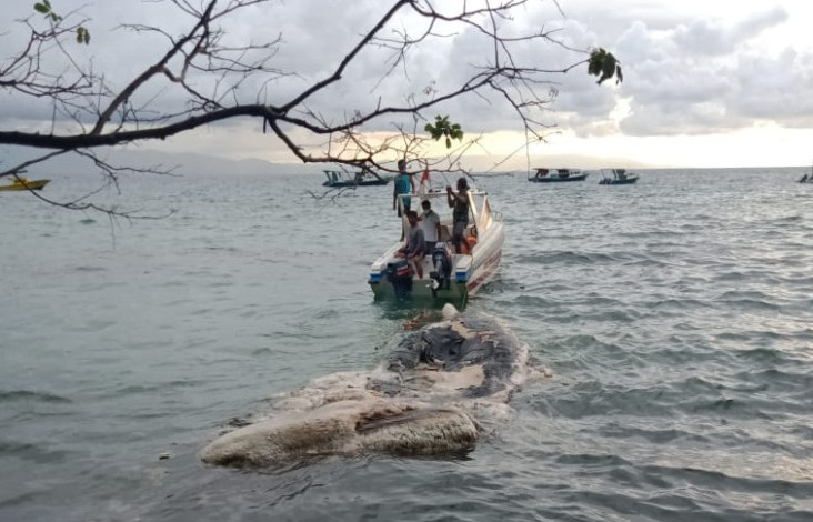 Bangkai Paus Ditemukan...