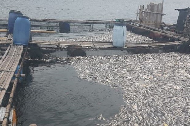 Ribuan Ton Ikan Mati...
