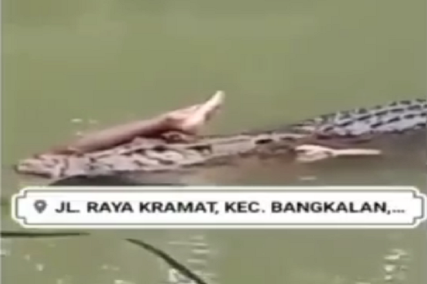 Bangkalan Gempar, Video...