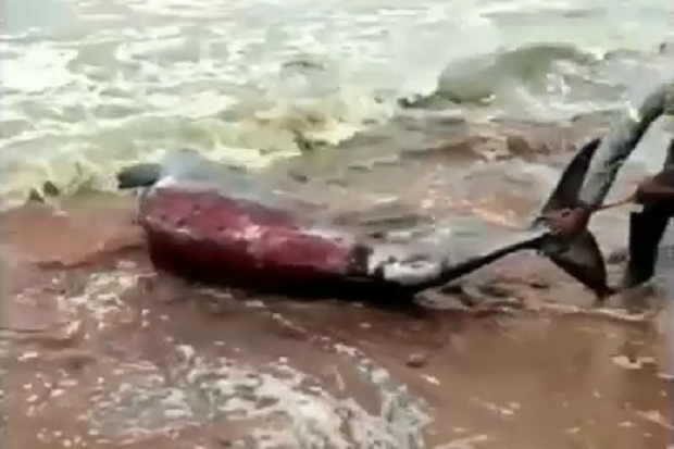 Penuh Luka, Ikan Paus...