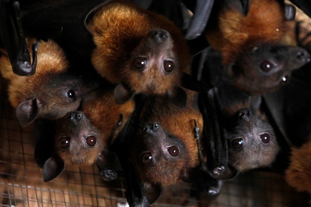 Virus Nipah di China...