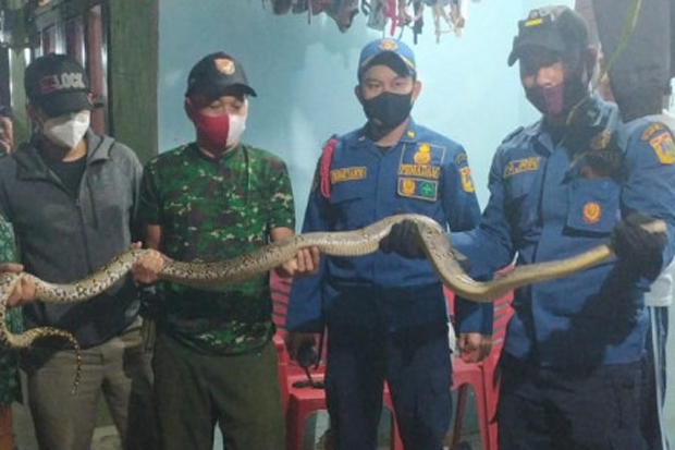 Sembunyi di Rumah Warga,...