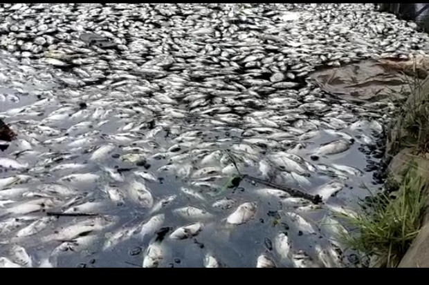 Heboh Ribuan Ikan Mati...