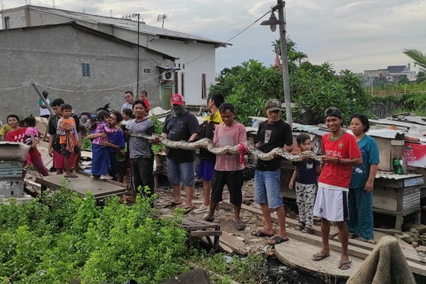 Kerap Mangsa Ternak...