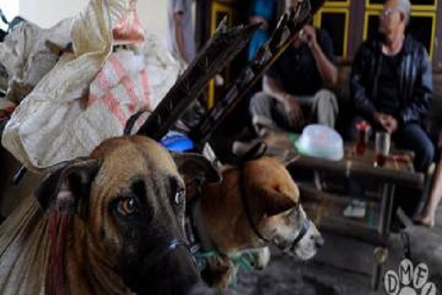 Peredaran Daging Anjing...