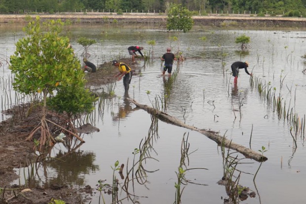 Dugaan Pembalakan Mangrove...