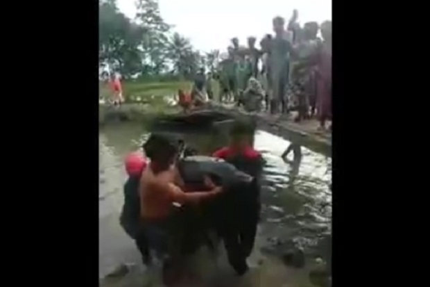 Luwu Gempar, Lumba-lumba...