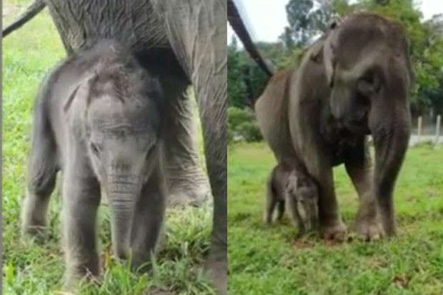Lucunya Bayi Gajah Sumatera...