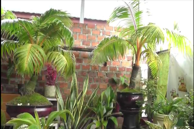 Bonsai Pohon Kelapa,...