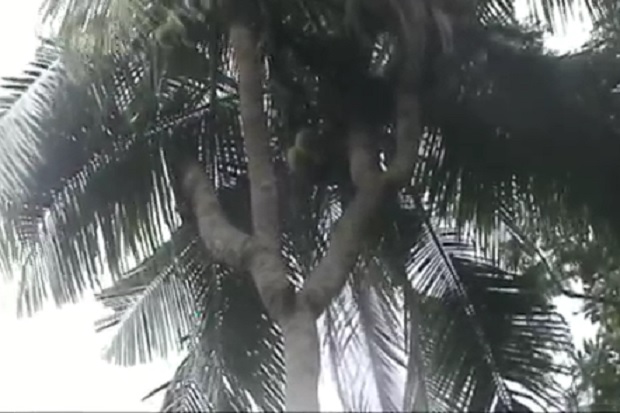 Pohon Kelapa Unik Bercabang...
