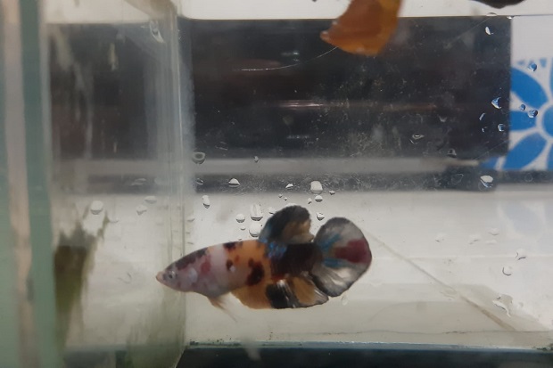 Jualan Ikan Cupang Curian...