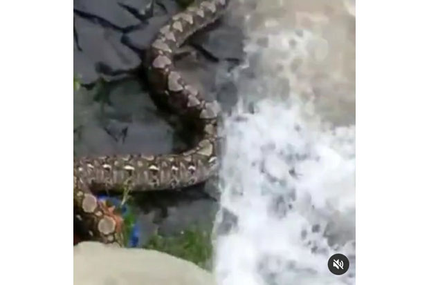 Viral, Ular Piton Berukuran...