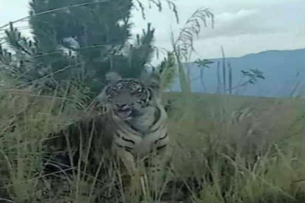 Heboh, Harimau Berkeliaran...