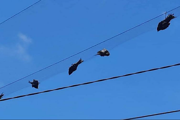 Miris! Belasan Burung...