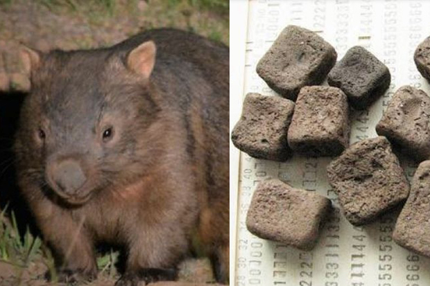 Wombat Satu-satunya...