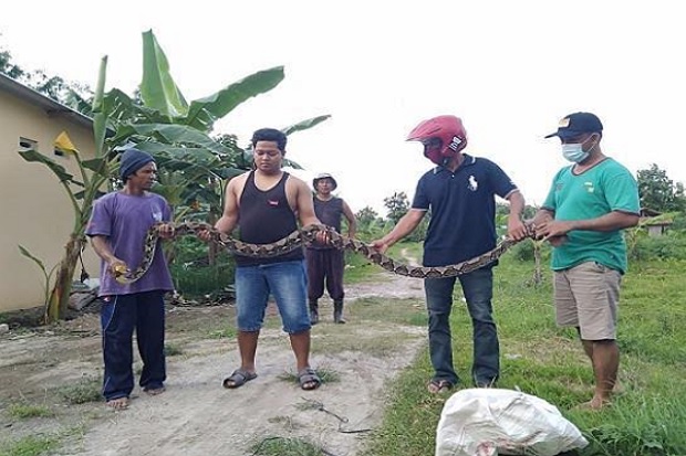Penampakan Ular Piton...