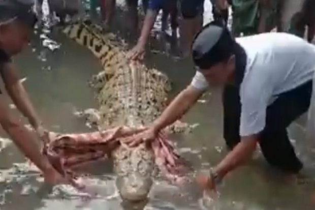 Kolaka Gempar, Buaya...